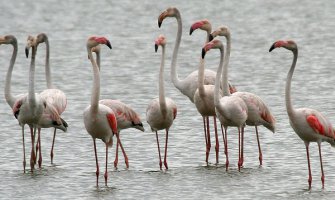 Na Solani samo 60 flamingosa