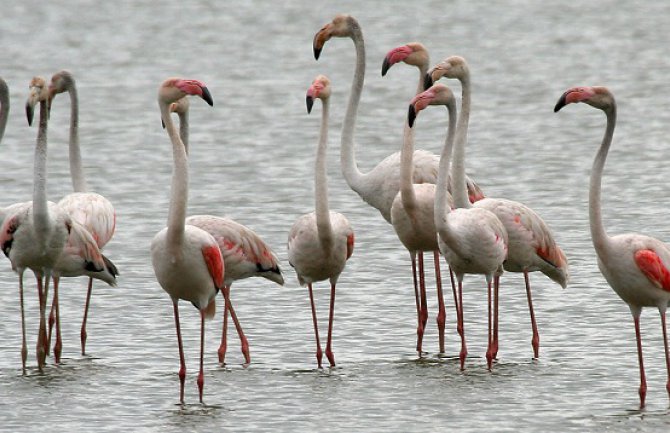 Na Solani samo 60 flamingosa
