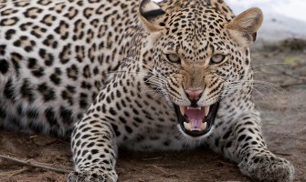 Šestoro ljudi povrijeđeno nakon što je leopard upao u školu (VIDEO)