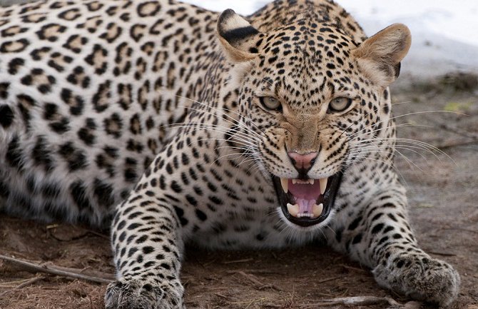 Šestoro ljudi povrijeđeno nakon što je leopard upao u školu (VIDEO)