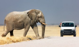 Proradio temperament: Slon izgubio ljubavnu bitku pa oštetio 15 automobila