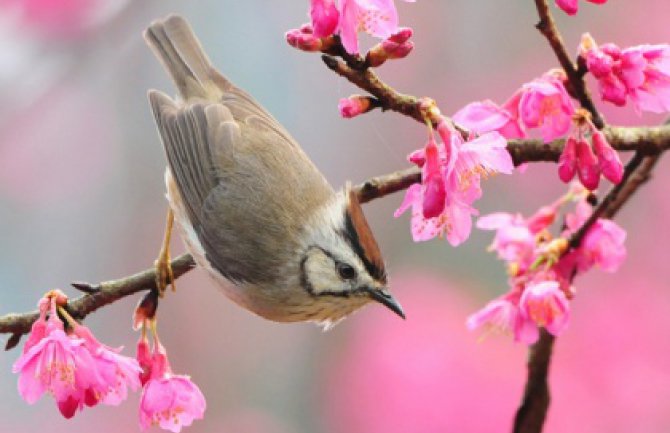 Pretežno sunčano, do 22 stepena