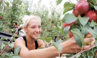Novi Zeland traži berače voća, dnevnica 150 eura