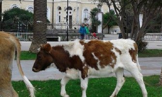 Jutarnja šetnja krava na obali mora (FOTO)