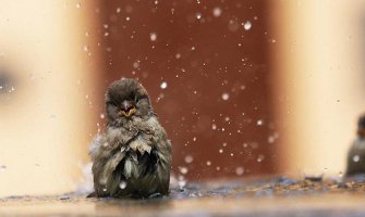 Oblačno sa kišom i grmljavinom