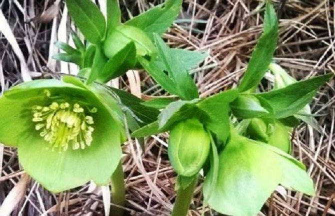 Evo kakvo nas vrijeme očekuje do ponedeljka 