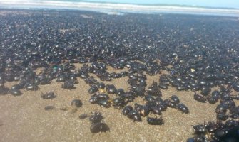 Buenos Ajres: Najezda buba milionskih razmjera (FOTO)(VIDEO)