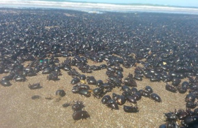 Buenos Ajres: Najezda buba milionskih razmjera (FOTO)(VIDEO)