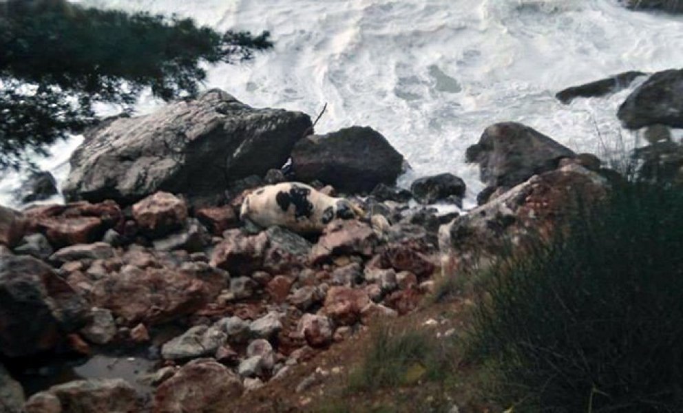 leskravecrvenaplaza2