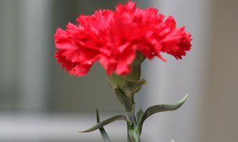 Dajte prava, ne samo karanfile!