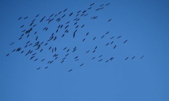 Jato ždralova jutros iznad Gorice (FOTO)