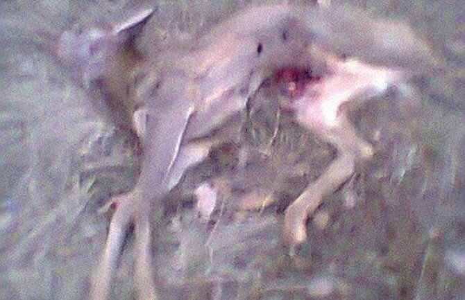 U Nikšiću ubijeno lane?