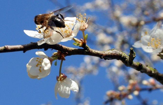 Promjenljivo oblačno, ponegdje slaba kiša