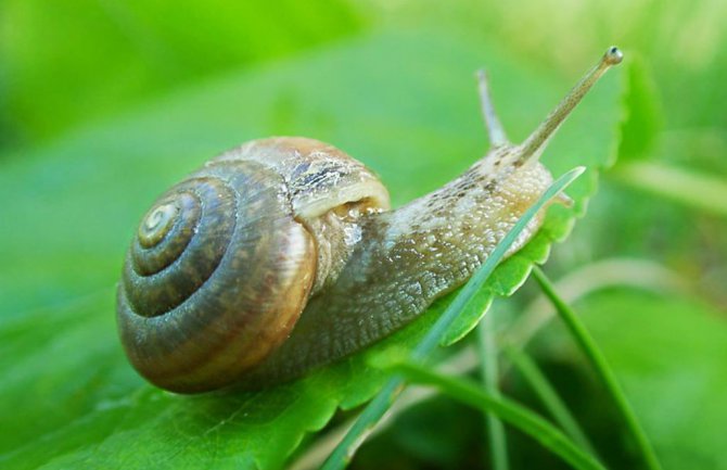 Kada saznate koliko je opasno podići puža sa zemlje, nikada to više nećete uraditi!