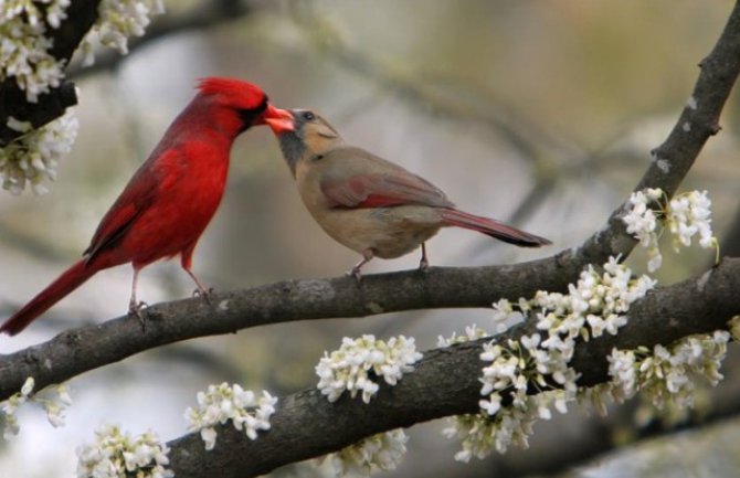 U nedelju počinje proljeće!