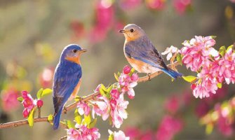 Promjenljivo oblačno sa sunčanim intervalima, do 33 stepena