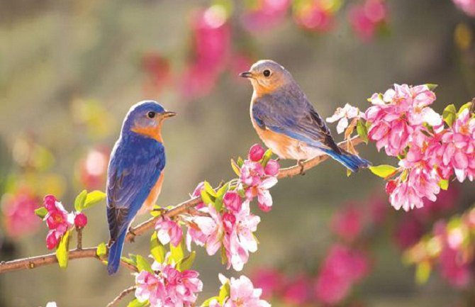 Promjenljivo oblačno sa sunčanim intervalima, do 33 stepena