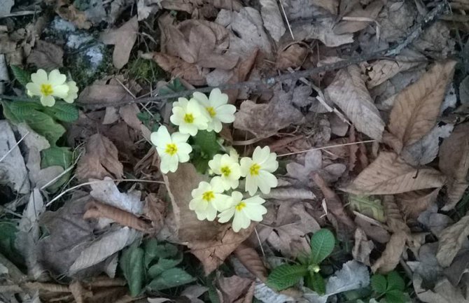 Sunčano za kraj zime, evo kakvo nas vrijeme očekuje do srijede