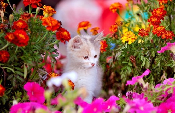 Počelo proljeće, temperatura do 18 stepeni