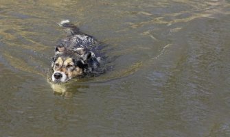 Pas poslije pet nedelja plivanja stigao do obale