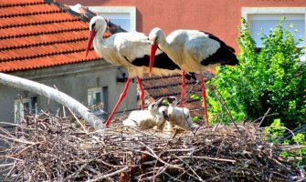 Beranci čuvaju rode: Perko i Perka Rodić dobili modernizovani dom