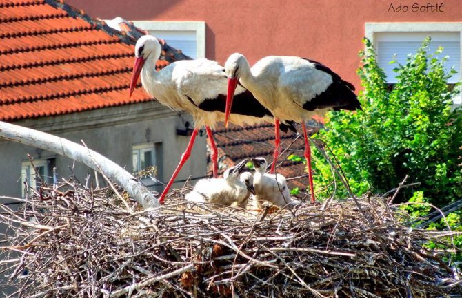 Beranci čuvaju rode: Perko i Perka Rodić dobili modernizovani dom