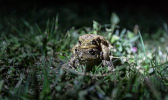 Volonteri žabama pomažu da pređu cestu (Foto)