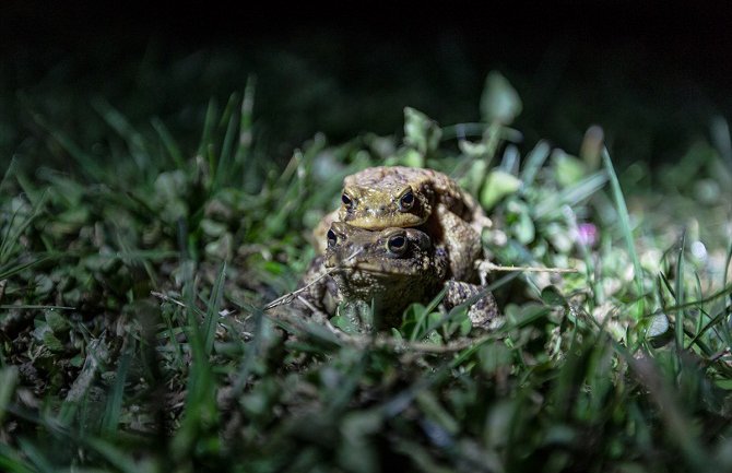 Volonteri žabama pomažu da pređu cestu (Foto)