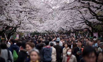 Procvjetale trešnje, nacionalni simbol Japana (FOTO)