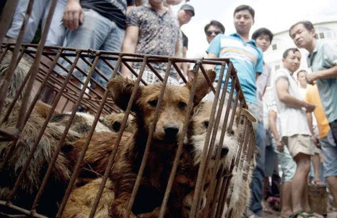 Kina: Aktivisti za zaštitu prava životinja traže zabranu festivala psećeg mesa
