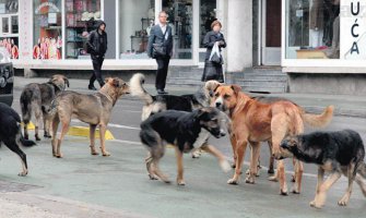 Bijelo Polje: Psi zaklali šest ovaca i osam jagnjadi