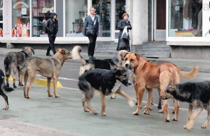 Bijelo Polje: Psi zaklali šest ovaca i osam jagnjadi