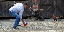 Ovako nešto niste vidjeli: Upoznajte ćurku koja igra fudbal (FOTO)