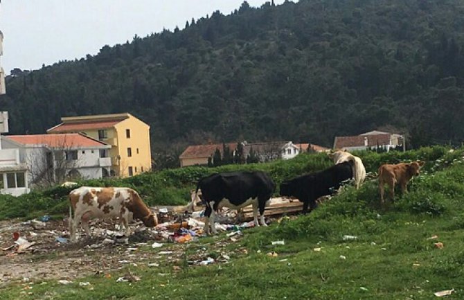 U Sutomoru  krave jedu na deponijama
