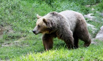 Osumnjičeni za ubistvo medvjeda na slobodi zbog štrajka advokata