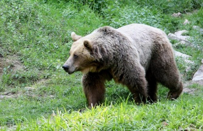 Osumnjičeni za ubistvo medvjeda na slobodi zbog štrajka advokata