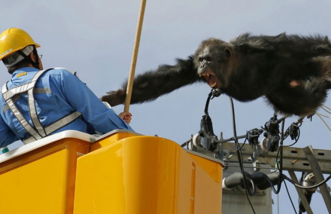 Šimpanza pobjegla iz zoološkog vrta preko strujnih kablova (FOTO) (VIDEO)