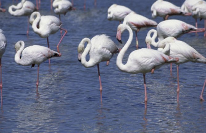 Zašto ptice stoje na jednoj nozi?