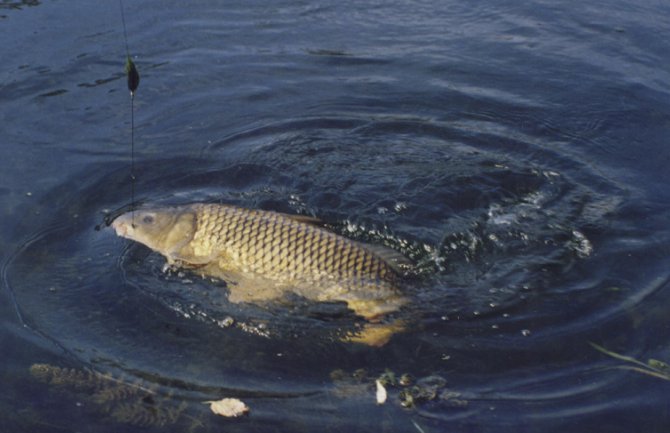Inspekcija da ispita prodaju šarana