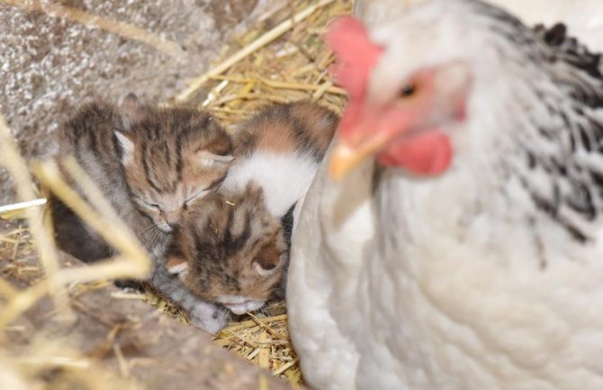 Prava porodica: Maca čuva piliće, a koka pazi na njene mačiće  (FOTO)