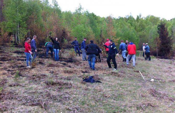 Zasadili smrču na području koje je opustošio požar