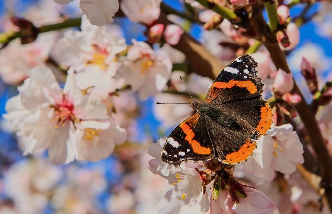 Pogledajte kakvo nas vrijeme očekuje do kraja sedmice