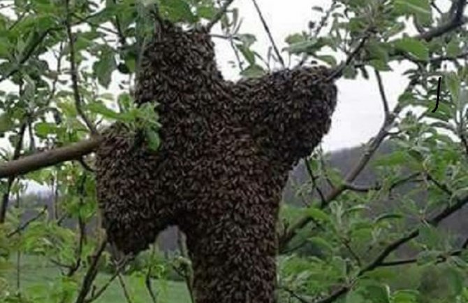 Pljevlja: Uoči Vaskrsa pojavio se roj pčela u obliku krsta (FOTO)