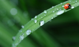 Do kraja sedmice svakodnevno kiša, porast temperature