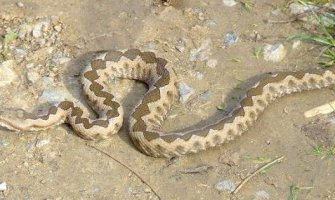 Kotor: Leglo zmija uništeno u starom gradu