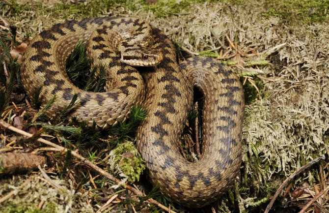 Tivat: Vatrogasci izvukli šarku iz auta