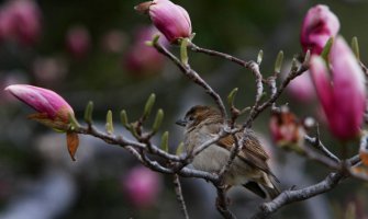 Evo kakvo vas vrijeme očekuje narednih dana
