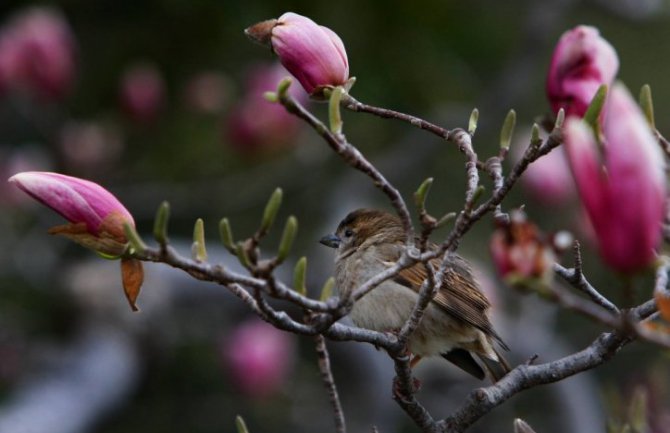 Evo kakvo vas vrijeme očekuje narednih dana