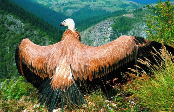 CZIP: Bjeloglavi sup nakon 10 godina krstario iznad Podgorice