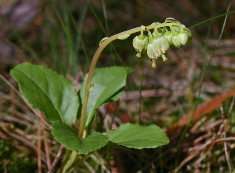 orthiliasecunda